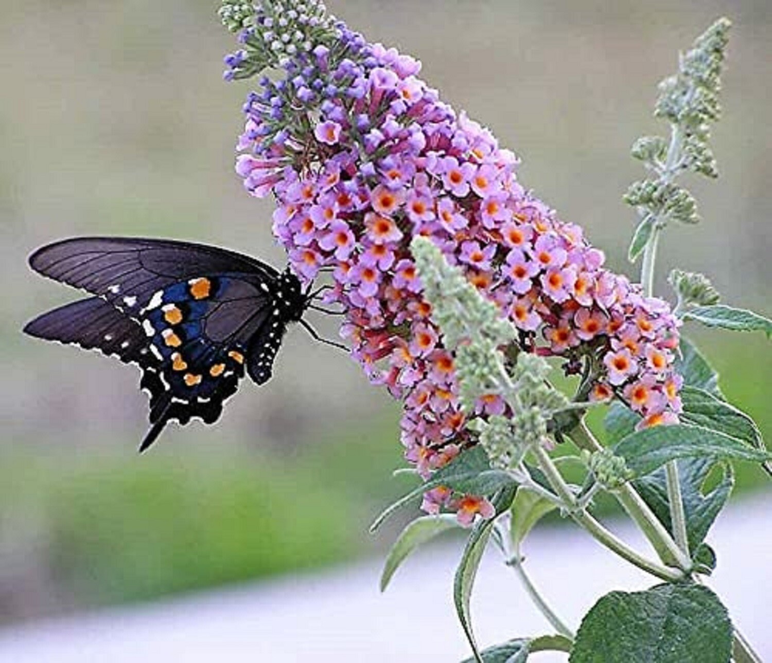 100 Mixed Colors Butterfly Bush Buddleia Davidii Flower Shrub Seeds
