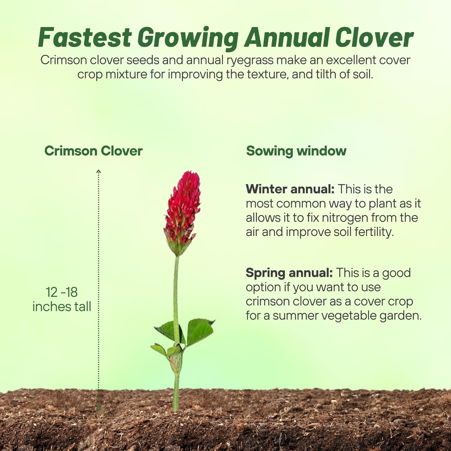Outsidepride Crimson Clover Seeds – 2 Lbs. Annual, Nitrocoated, & Inoculated