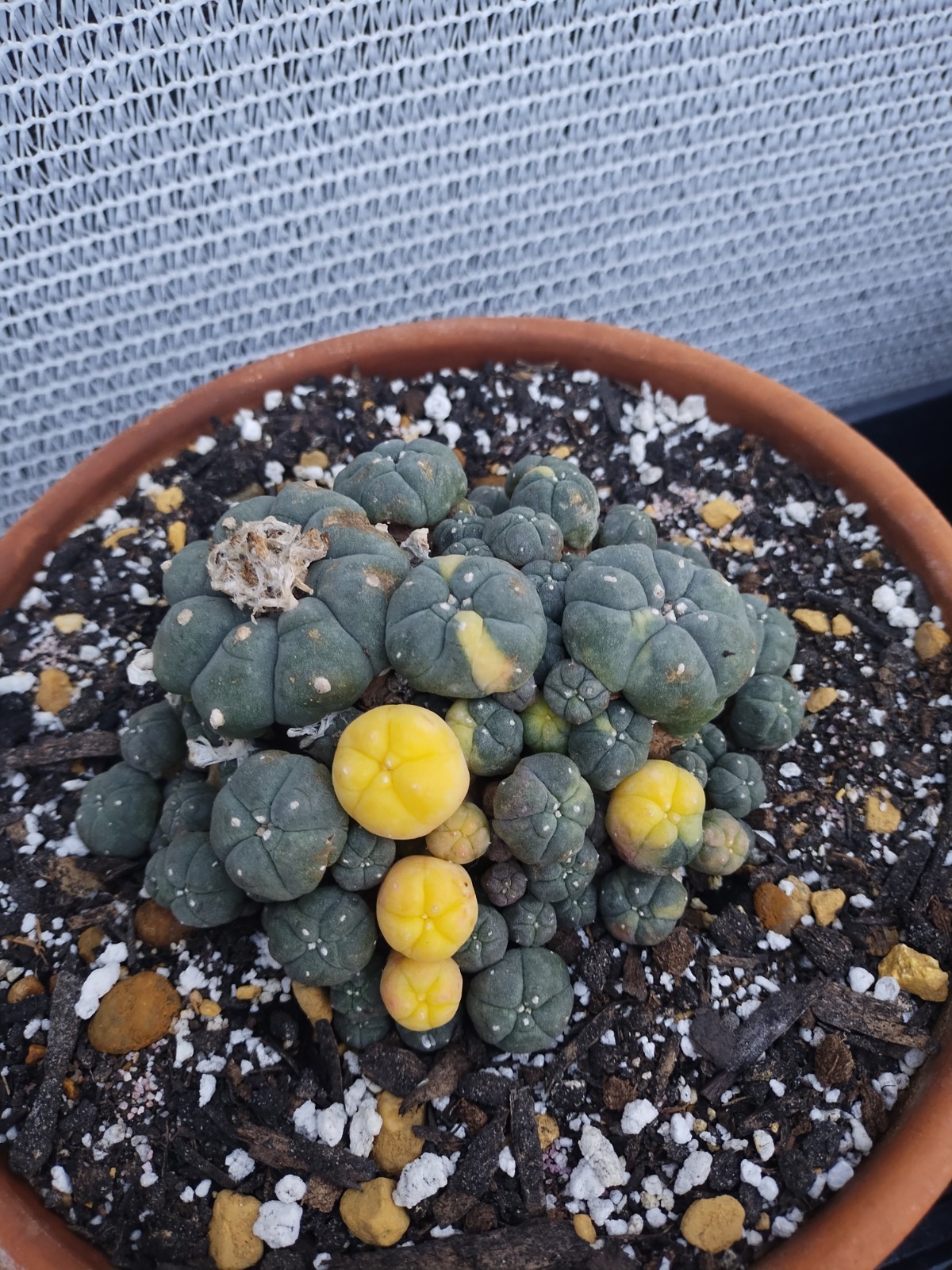 Cactus And Succulent Pesticide, Safe For People And Pollenators. Starkle G