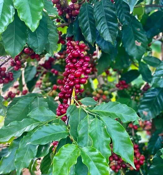 Coffea Arabica tropical Limaní exotic cafe seed 15 SEEDS