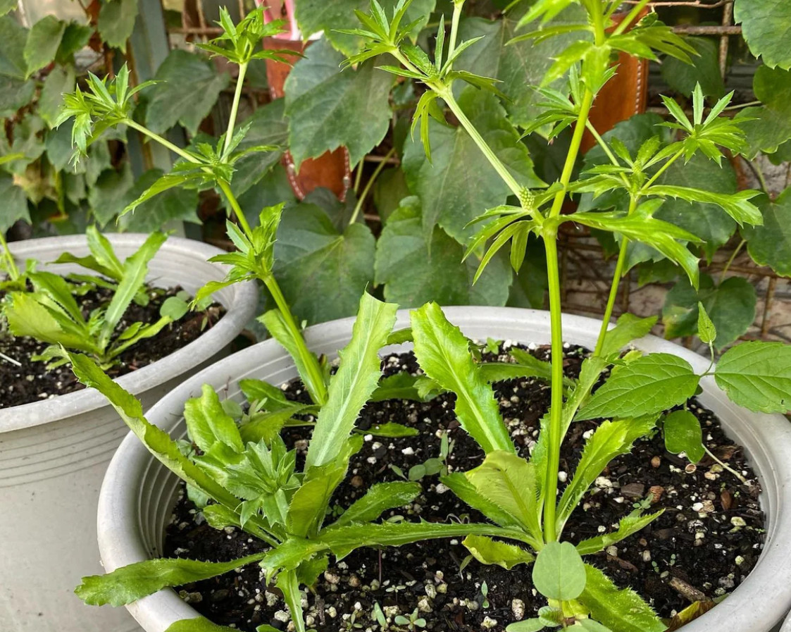 Live Culantro Plant (Eryngium foetidum) – 4″ Tall – 4″ Pot – Culinary Herb Plant