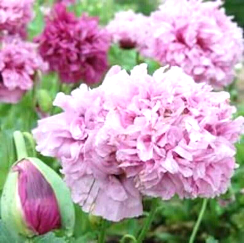 10 POLYPHYLL PURPLE TREE PEONY SEEDS – (Paeonia suffruticosa)
