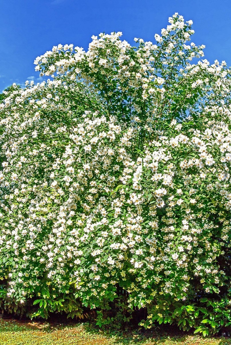 3 Sweet Mock Orange Starter Plant 12-24″ Philadelphus coronarius Bare Root