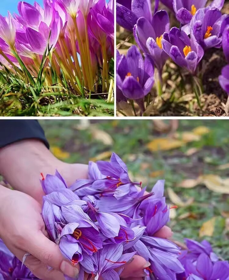 20 SEED PACK for Germination of Exotic CROCUS plant bloom bush flower garden bed