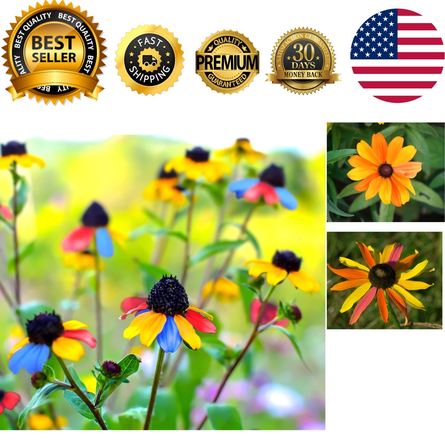 Multicolored Black Eyed Susan Vine Seeds – Grow Vibrant Pollinator Gardens