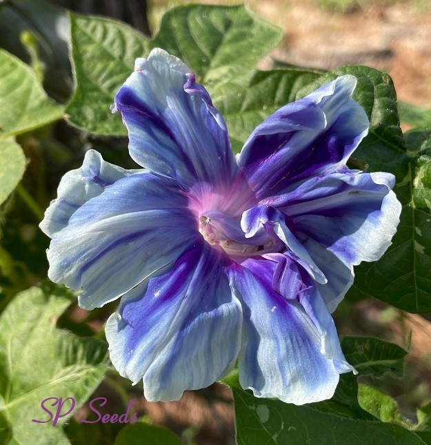 Blue Blitz – Japanese Morning Glory – ipomoea NIL – seeds – Split Petal Blizzard