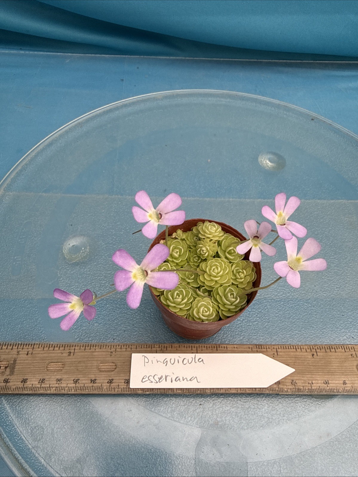 Pinguicula esseriana 20 Rosettes Carnivorous Pink White Flowers IN ONE 2” Pot