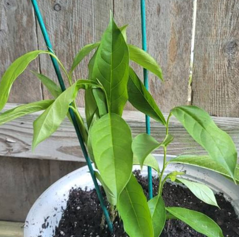 Yesterday Today Tomorrow Brunfelsia Live Plant Purple White Flower 4″ Pot