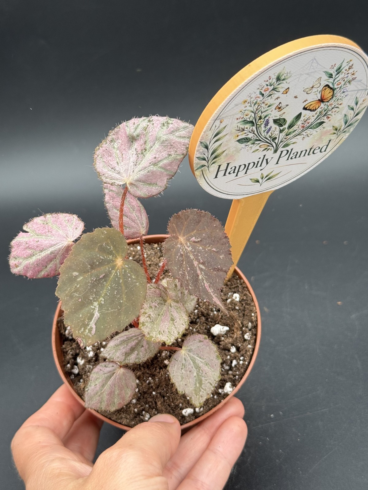 Begonia Stormy Sunset – 4″ Pot Live Plant – Free Shipping