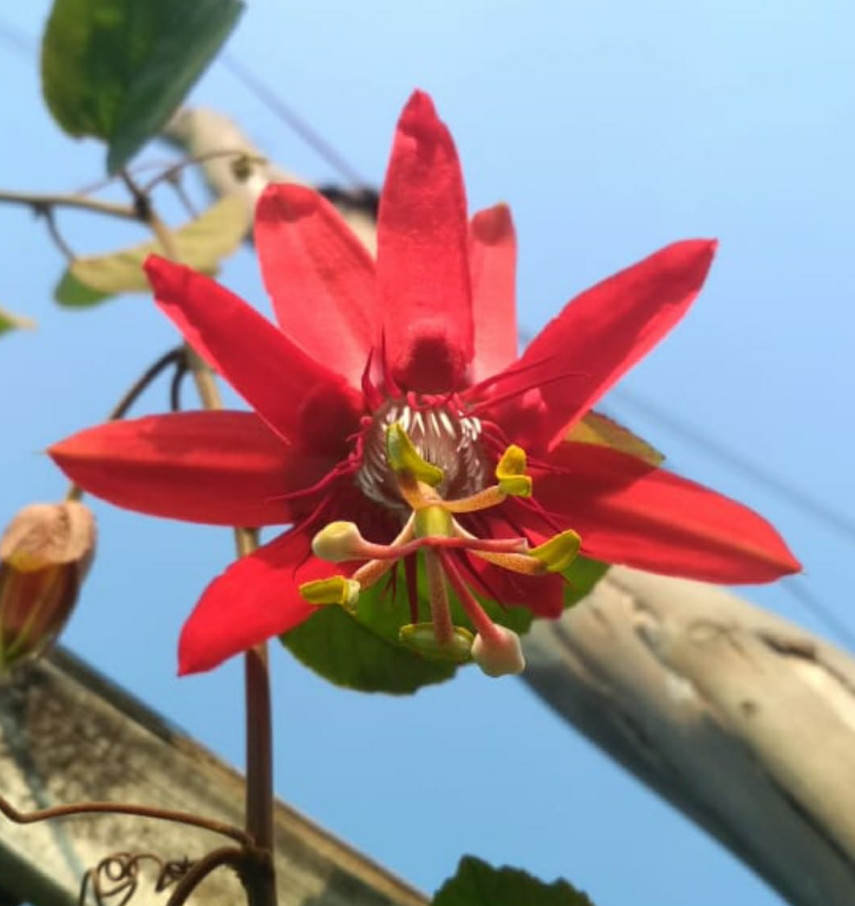 Live Deep Red Flowered Passiflora Plant – Bare Root – 3″ Tall