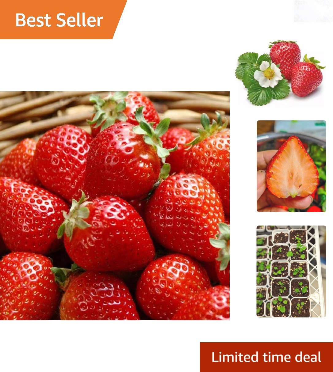300PCS Strawberry Seeds Everbearing Fragaria Garden Seeds for Outdoor
