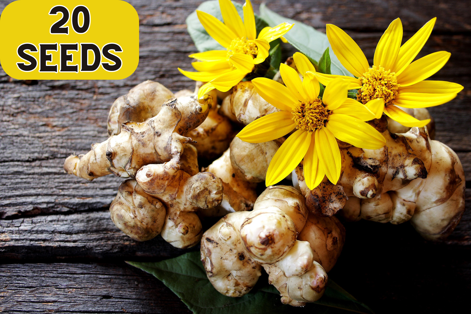 20 Seeds JERUSALEM ARTICHOKE Sunchoke Helianthus Tuberosus Flower Root Vegetable