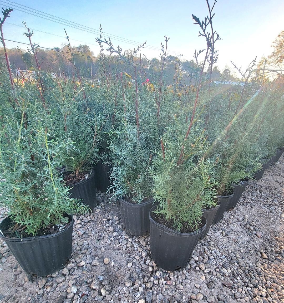 Carolina Sapphire Arizona Cypress Tree – Live Plant – Full Gallon Pot
