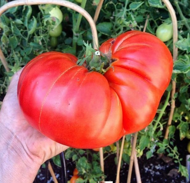 Ponderosa tomato seeds non-gmo heirloom open pollinated