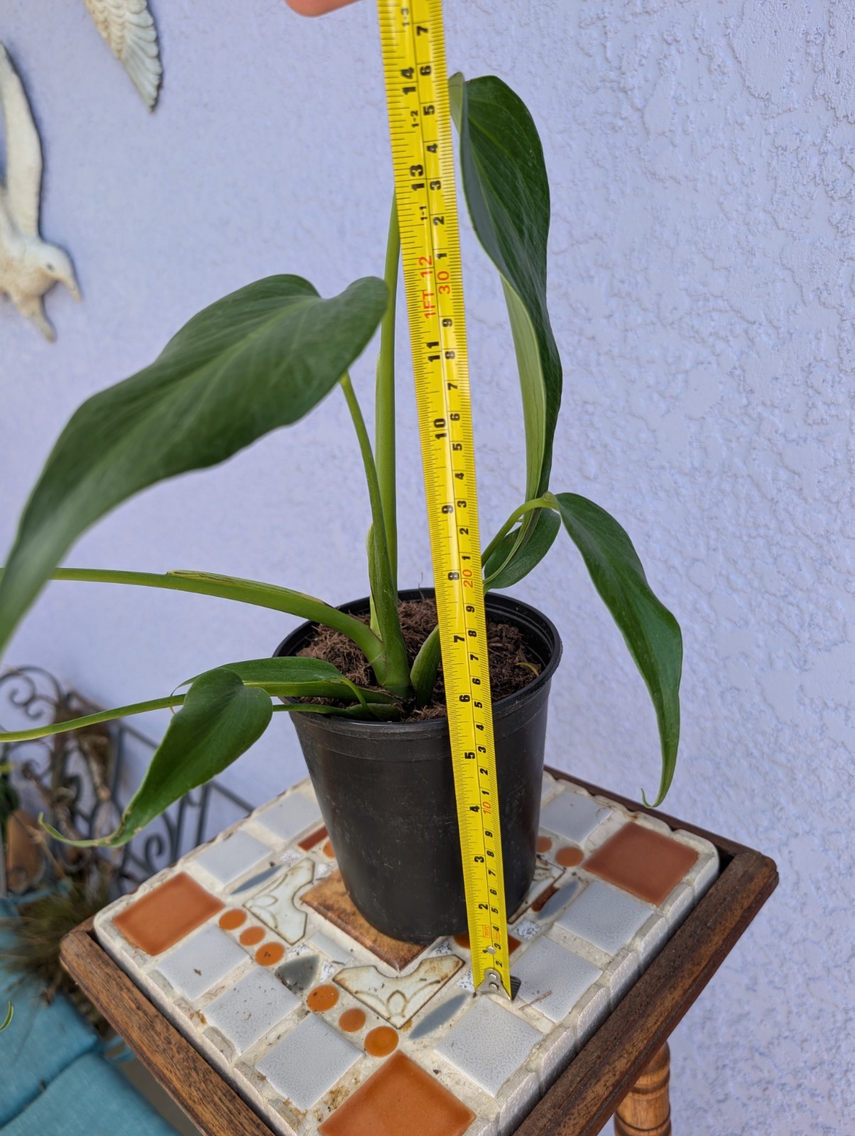 Rare Monstera Burle Marx Flame – Rooted Plant – 5″ Pot – Collector Aroid