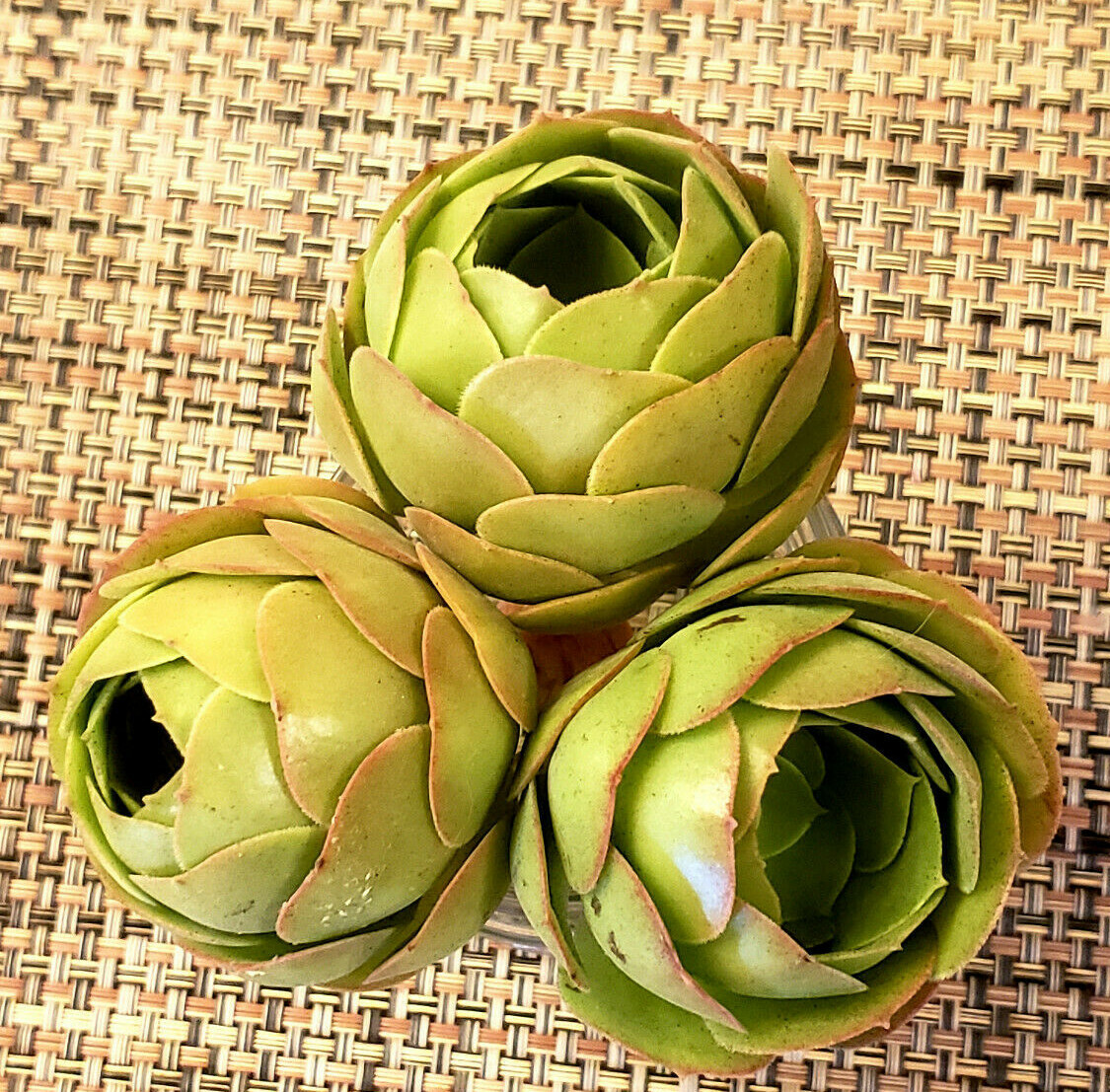 2 x AEONIUM SPP CUTTING – LOOKS LIKE A ROSE BUD – 2″ (= 5 CM) diameter