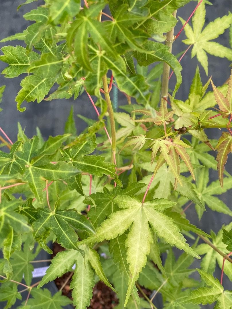Acer palmatum ‘La Diabla’ (La Diabla Japanese Maple)