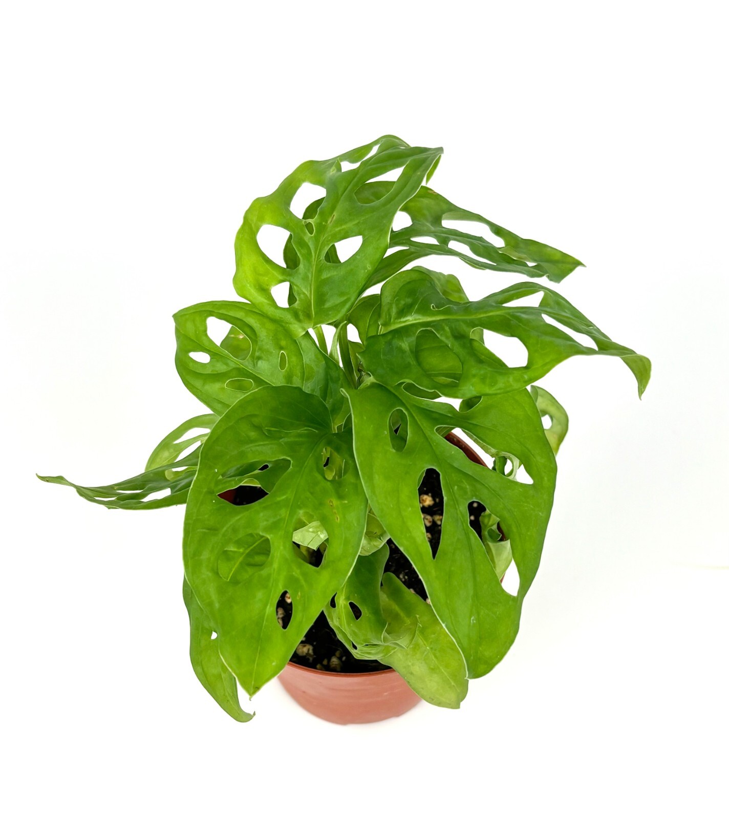 Swiss Cheese Plant Philodendron Adansonii Air Purifying Houseplant, 4” Pot