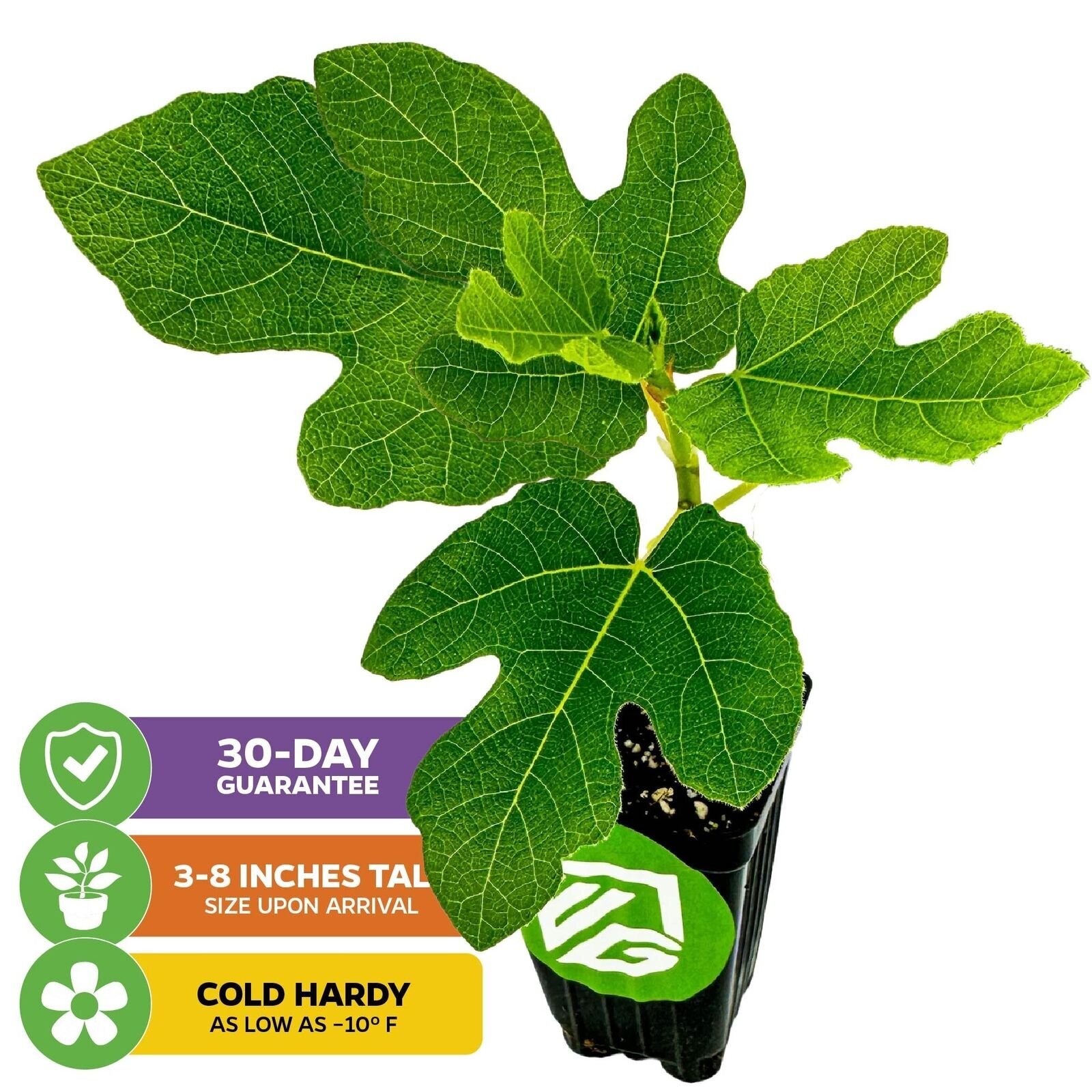 Chicago Hardy Fig Tree – Ficus carica – Live Plant
