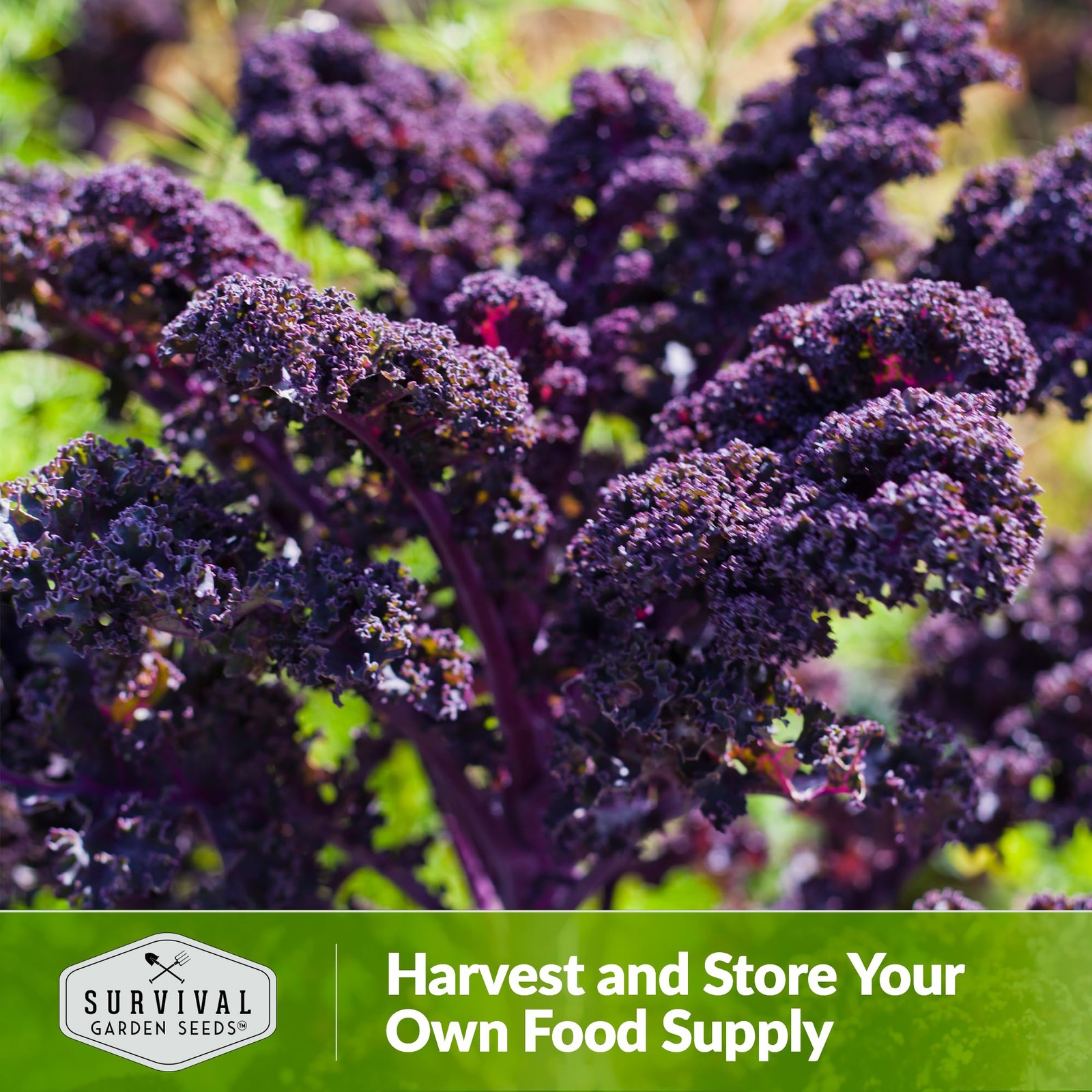 Heirloom Purple Kale Seeds Cold Hardy for Spring & Fall Vegetable Gardens