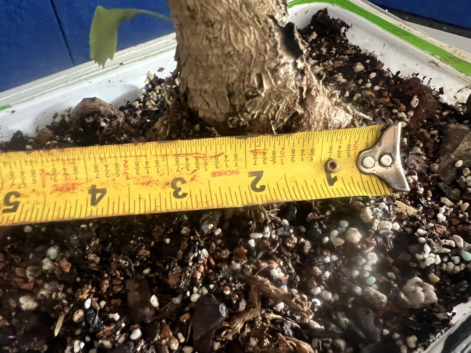 Old Ginkgo Biloba Bonsai Tree 2” Base 15” Tall 10 Years Old