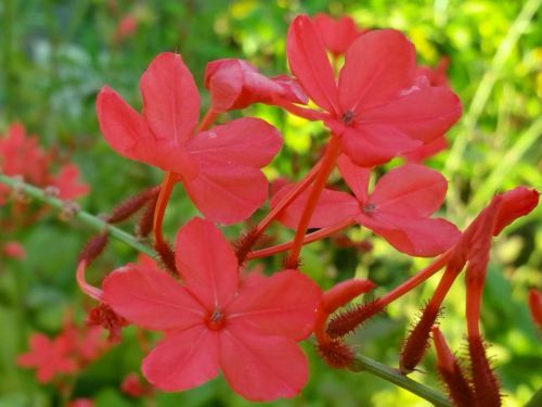 SCARLET CRIMSON Laurel Plumbago Perennial Plant Red Bloom Attracts Hummingbirds