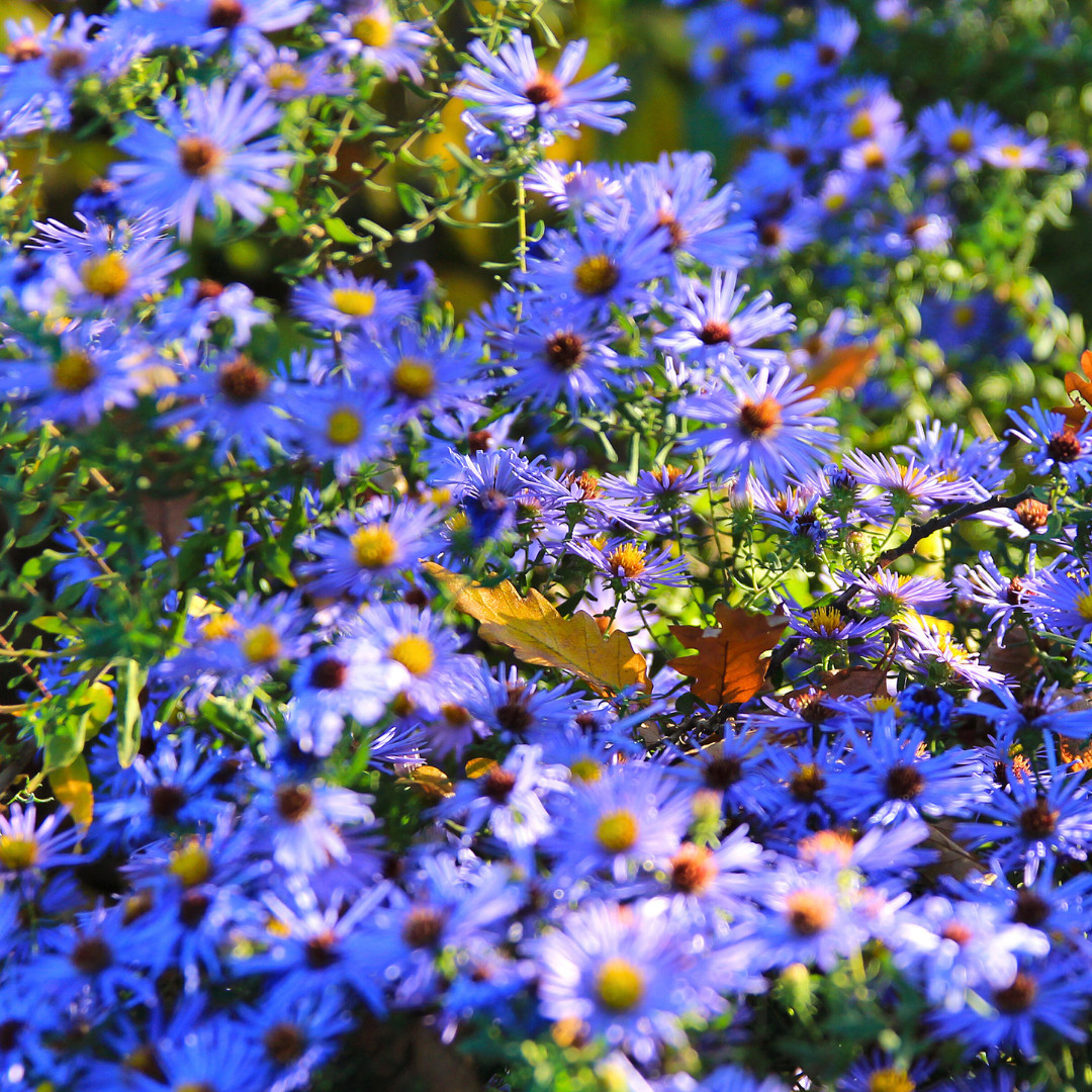 Fresh Premium New England Aster Seeds | Heirloom Non-GMO | Flower Seeds