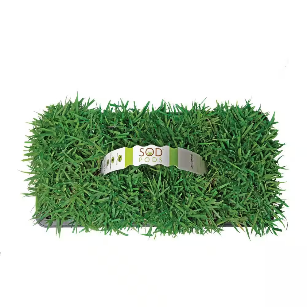 Zoysia Grass Plugs (32-Count) Natural with Fully Established Root System Fresh