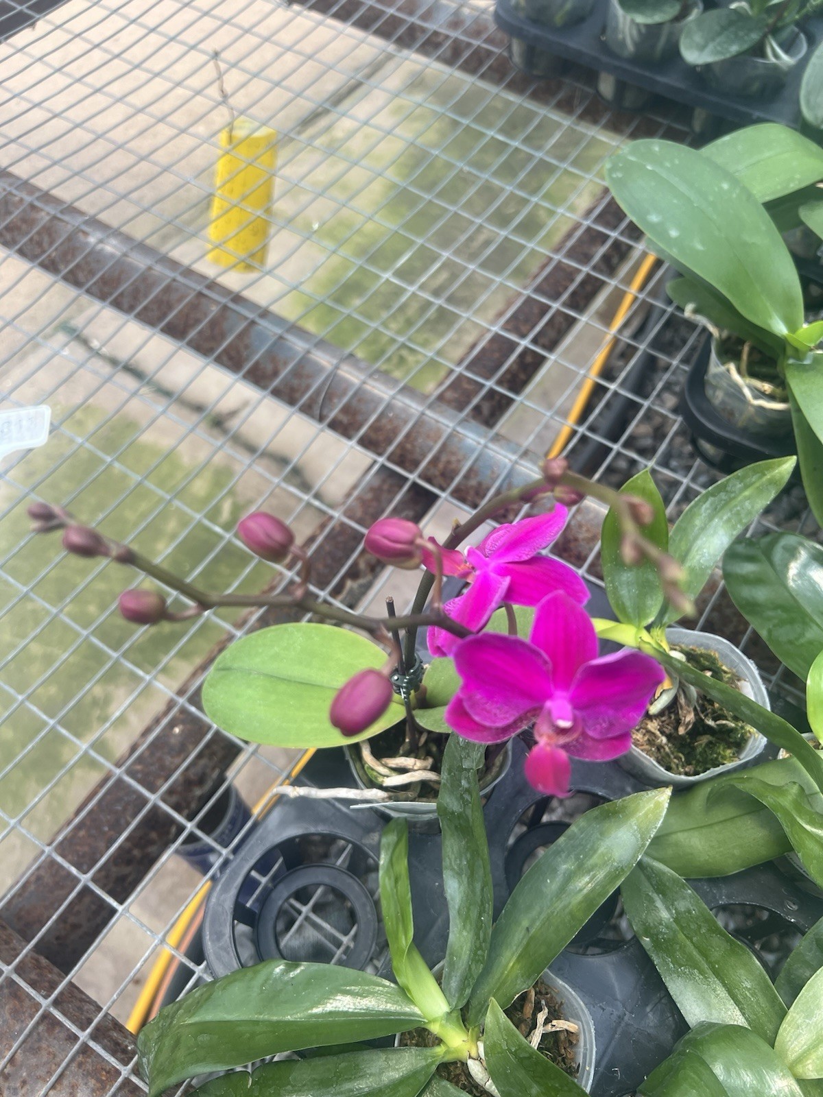 Phalaenopsis Queen Barry