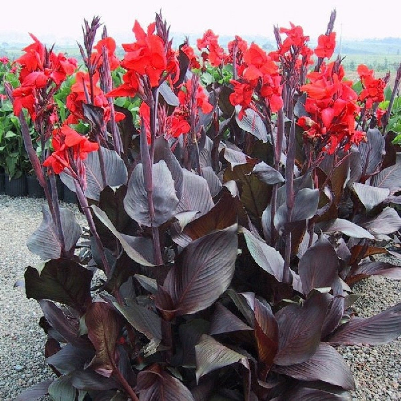 Canna Tall Tropicanna Black Lily Bulbs Red Flowering Baring Root For Planting