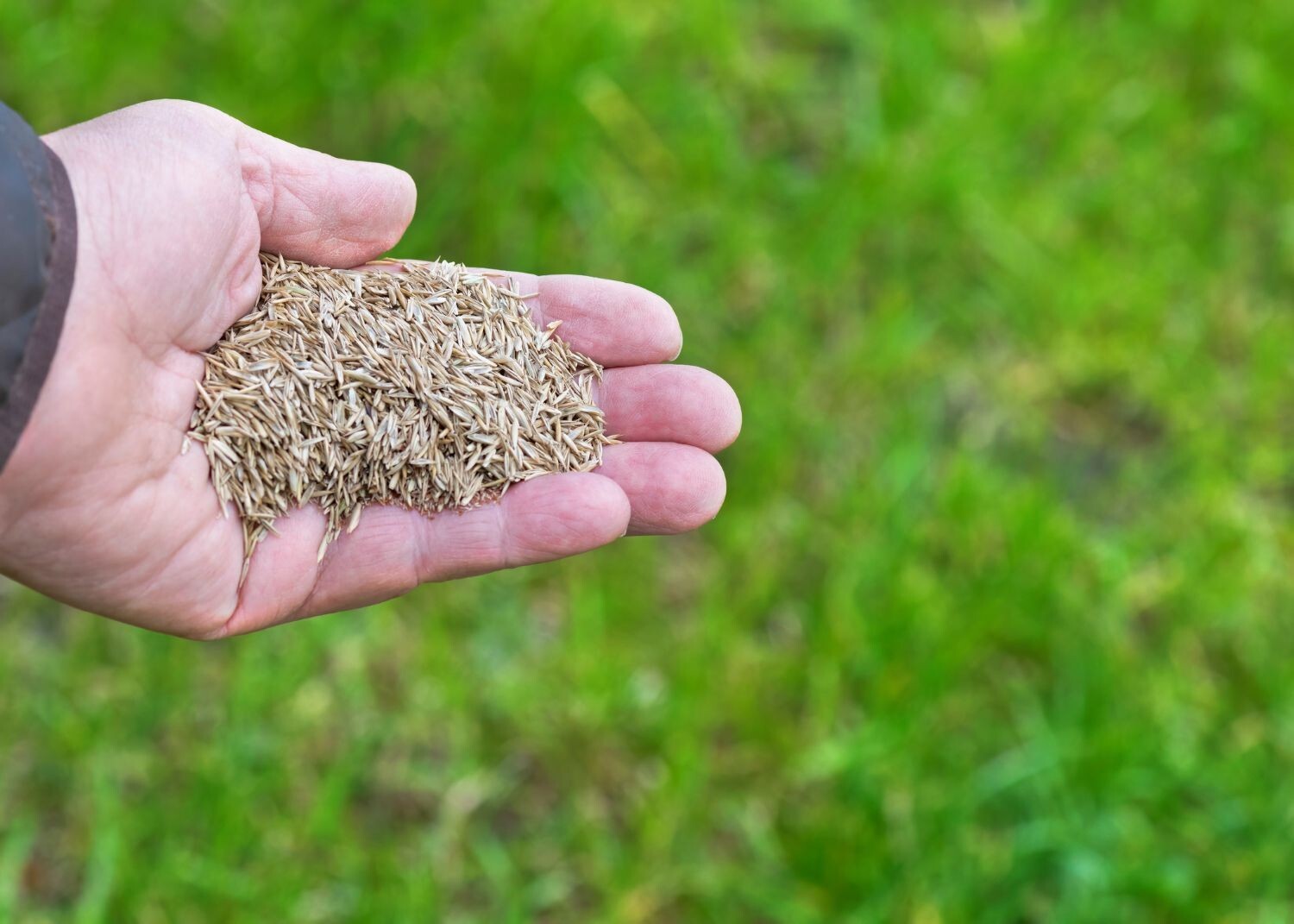 Annual Rye Grass 10 lbs Grass Seed Fast Growing Winter Fall Rye Grass FAST SHIP