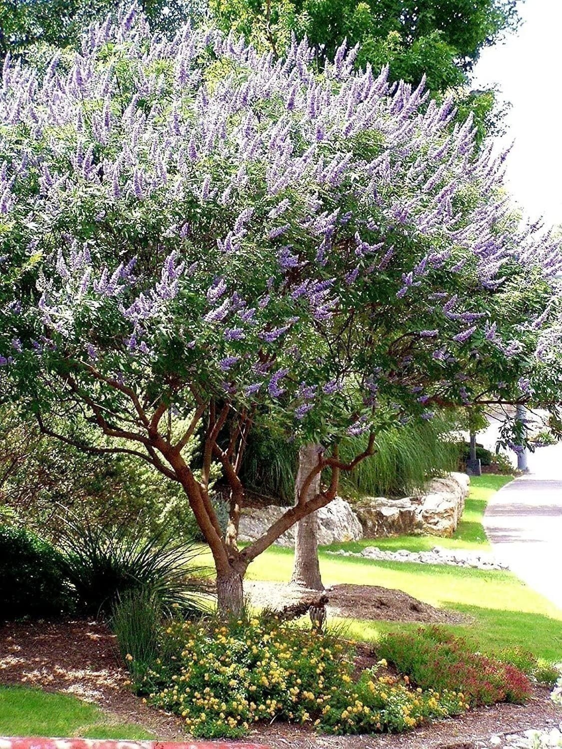 Chaste Tree | 2 Inch | Vitex agnus-castus | Low Maintenance | Purple Flowers