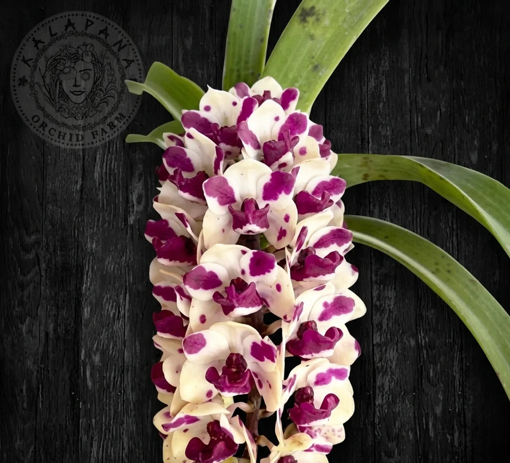 Fragrant Orchid Rhynchostylis gigantea (‘Cartoon’ x ‘Panda’) Grow In 3″ Pot