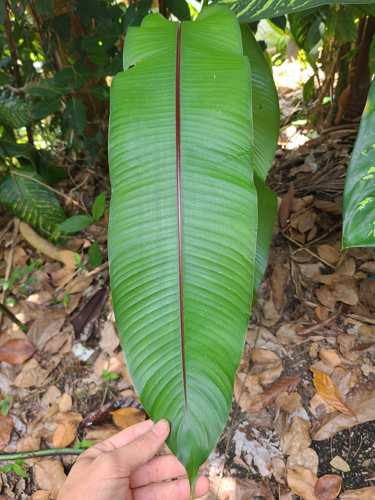 Easter Heliconia Rhizome (H. Wagneriana) tropical flower landscaping plant