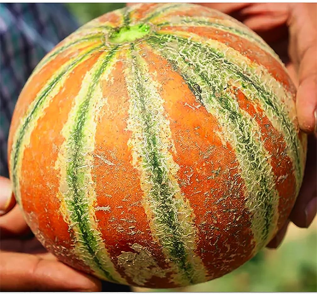 5 PCS Kajari Melon Seeds Sweet White Green Orange Fruit Planting Garden