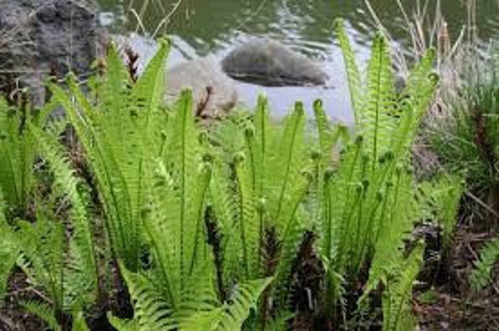 Matteuccias Ostrich Struthiopteris Perennial Transplant Fiddleheads 5 Bare Roots