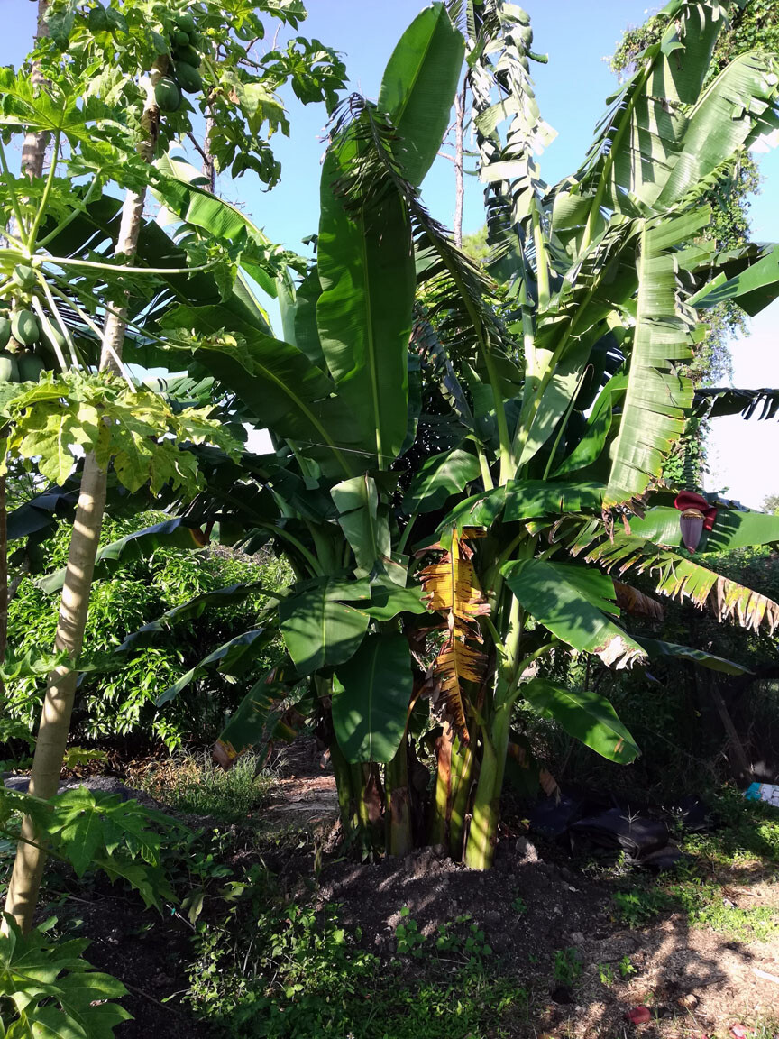 Praying Buddha Hands Banana Live Tree Musa Plant Pup Baby Bananas Hand Plants