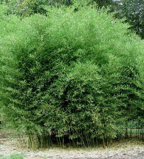 Phyllostachys bissetii Bissett’s Bamboo Cold Hardy Zone 5 Bamboo Rhizome 1 Ct.