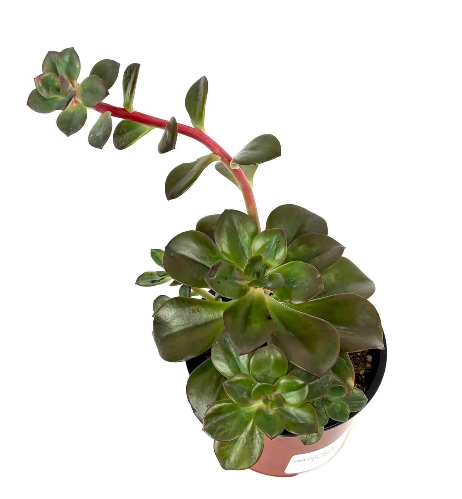 Echeveria ChromaSucculents, 4″ pots