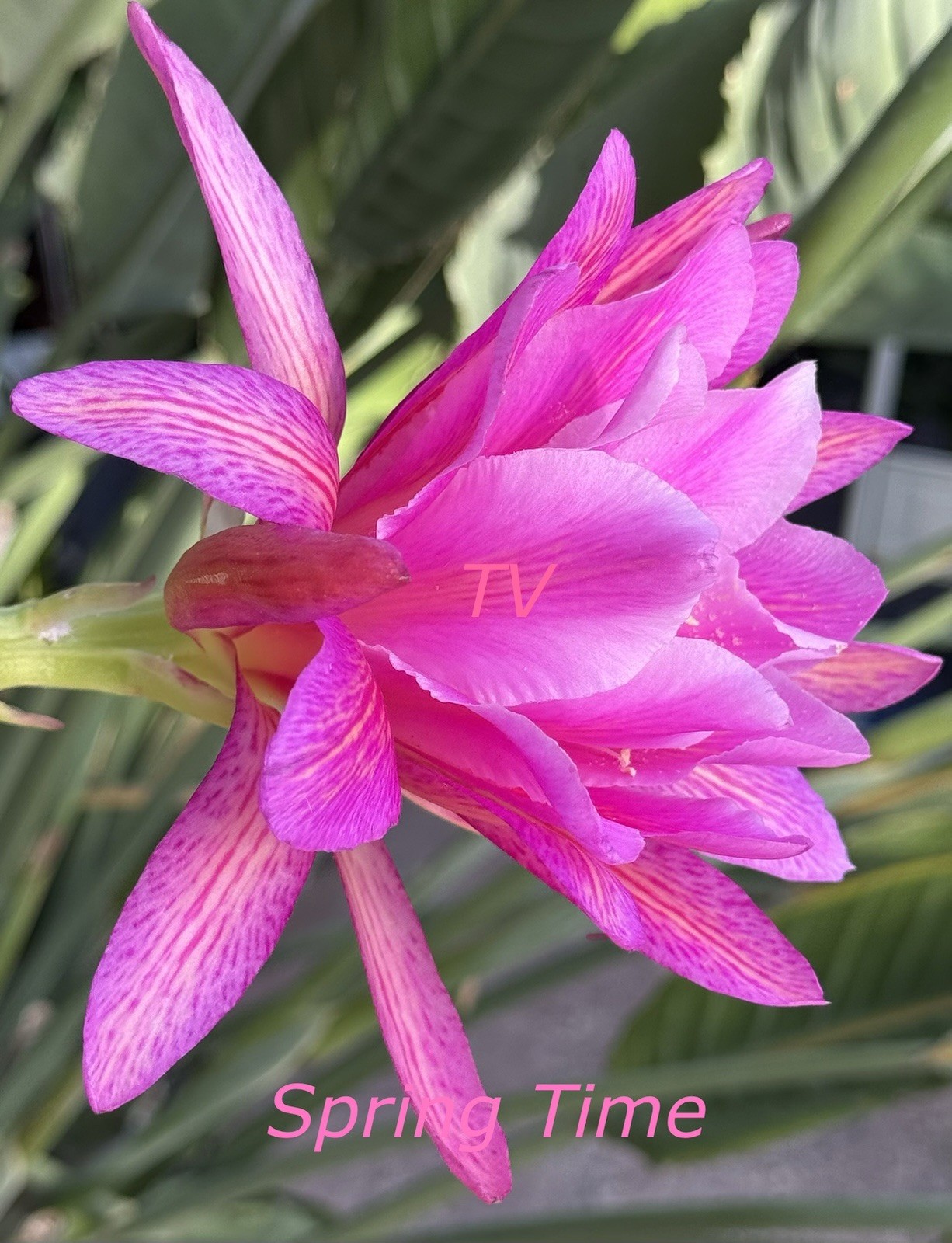 Beautiful Spring Time Epiphyllum Orchid Cactus cutting, 7-10in long