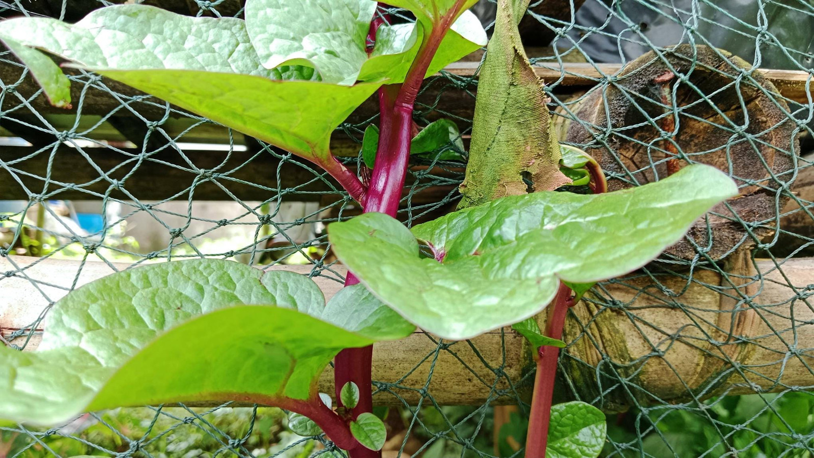 Red Stem Malabar Spinach Seeds Basella alba “rubra” Plant, Non-GMO, Vegetable,