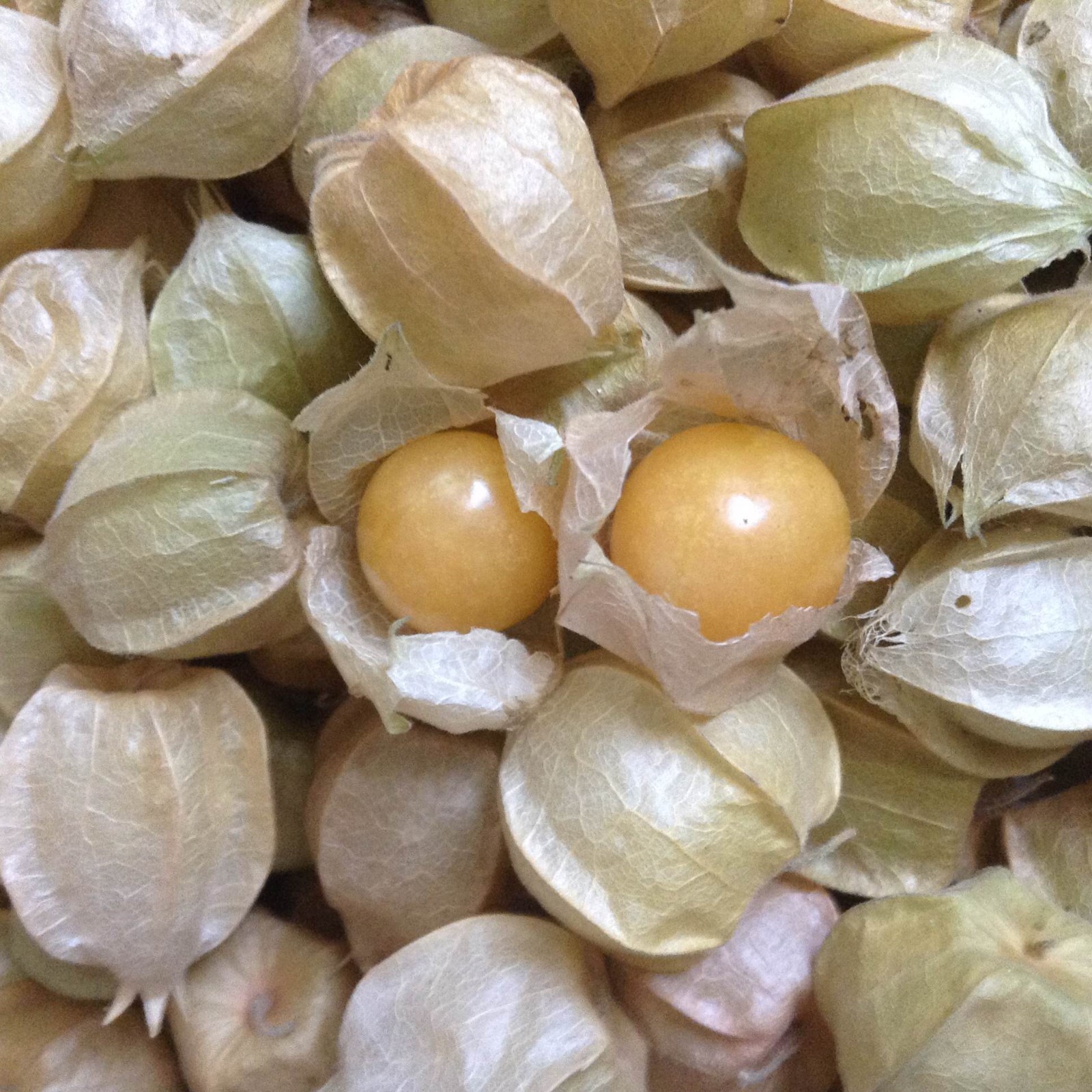 Rare CAPE GOOSEBERRY 100 SEEDS Medicinal Heirloom Physalis Peruviana US Seller