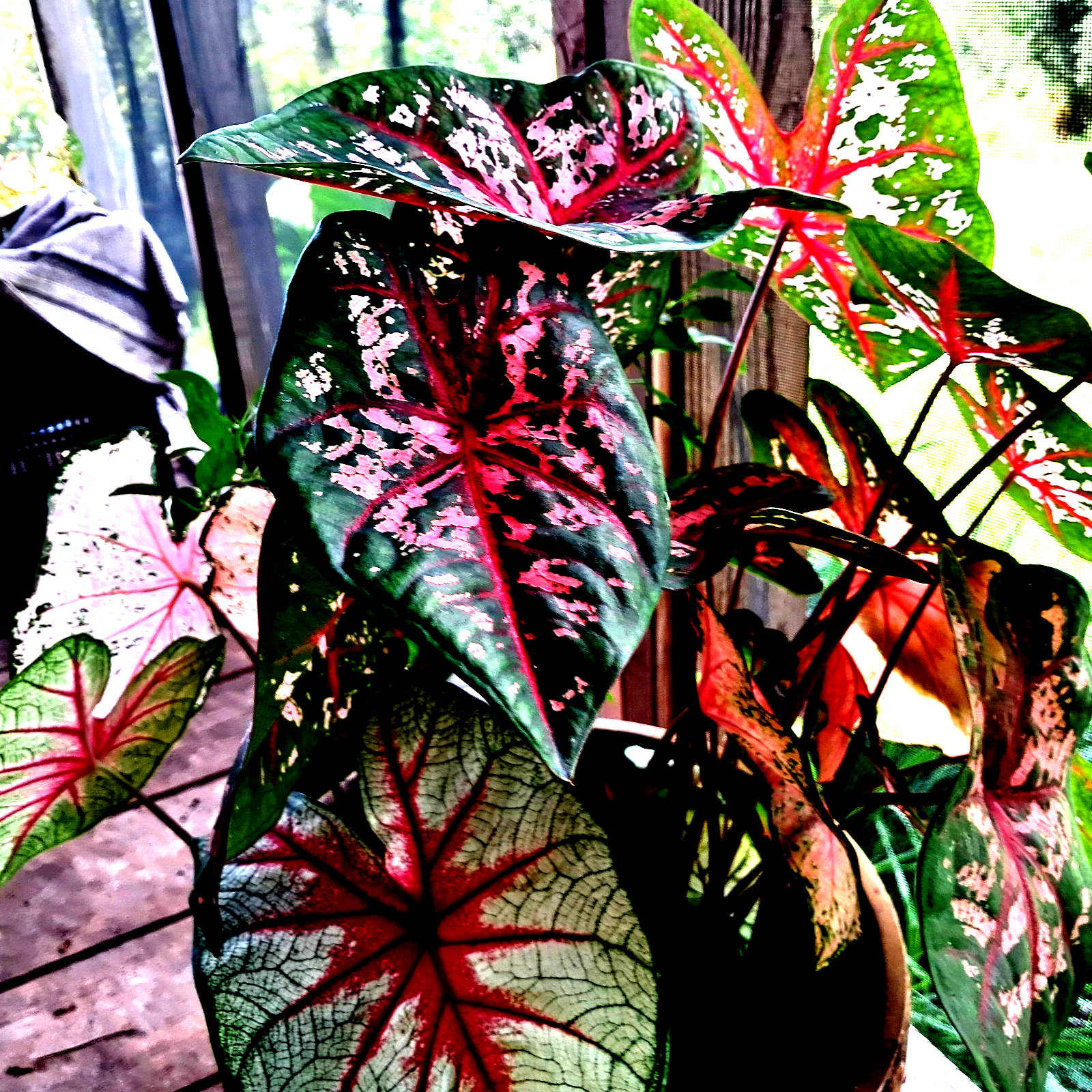 Caladium Bulbs for Planting , Mix 4 Bulbs Multi Colors from Florida