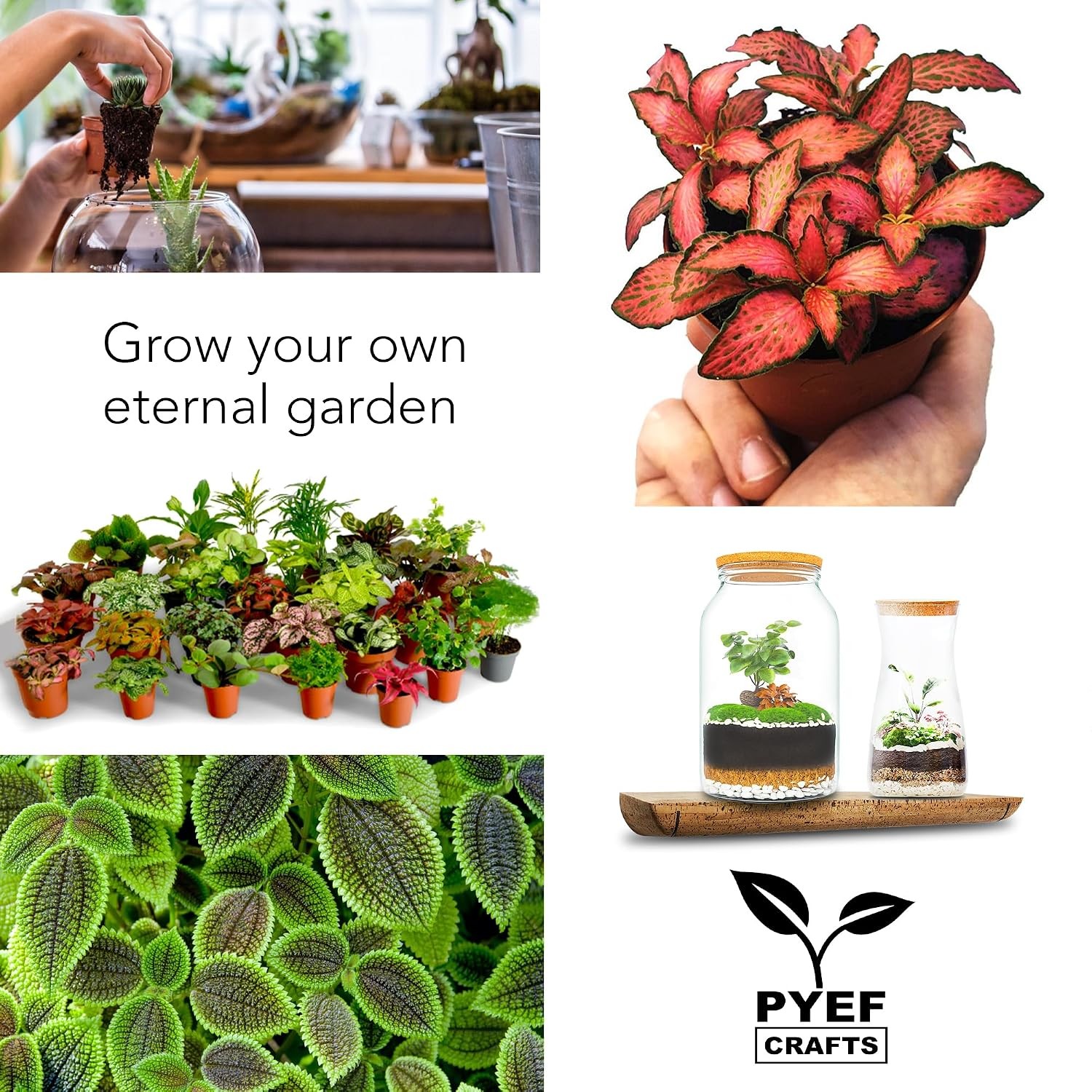 Terrarium Kit, Succulents & Indoor Plants Set DIY | Starter Pack for Any Plant –