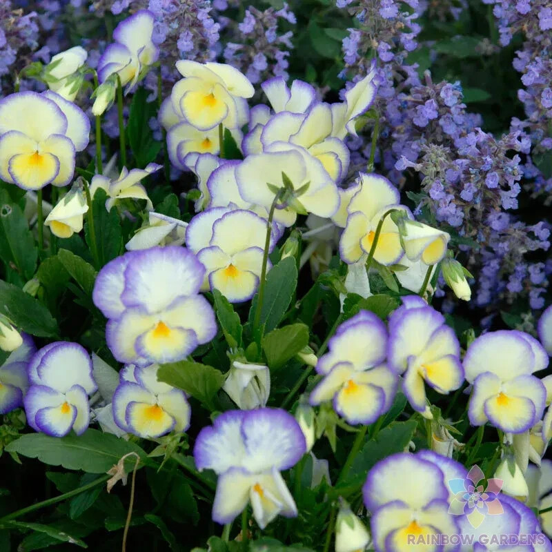 200+ Etain Pansy (Viola) Seeds for Garden Planting – USA – FREE SHIPPING!
