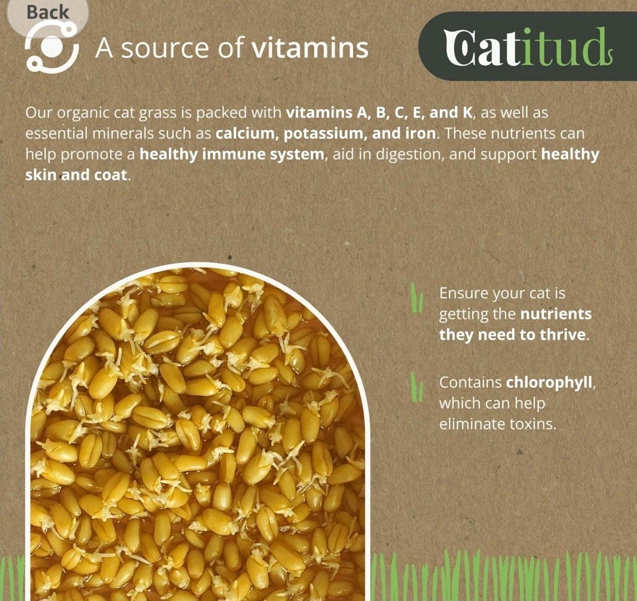 CATITUD cat Grass KIT Includes Pot with Non-Slip Base and 2 Packets of Seeds