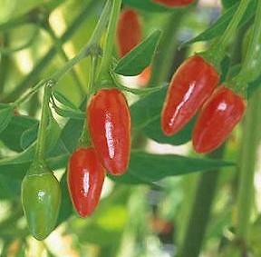 Pepper Hot Numex Chili 100 seeds