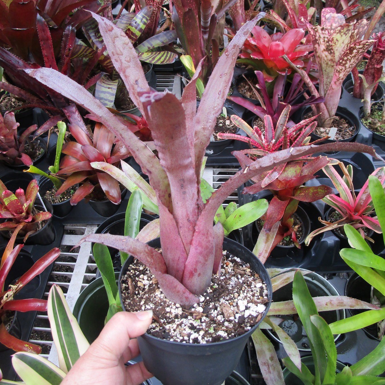 BUY 4 SAVE 15% BROMELIAD Hohenbergia ‘PENNAE X LEMEI Pink Clone’ 2ND for Sale