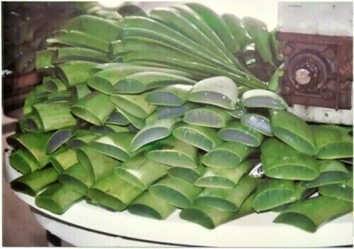 1 lb Fresh Cut Organic ALOE Leaves, Medicinal Uses, All Natural