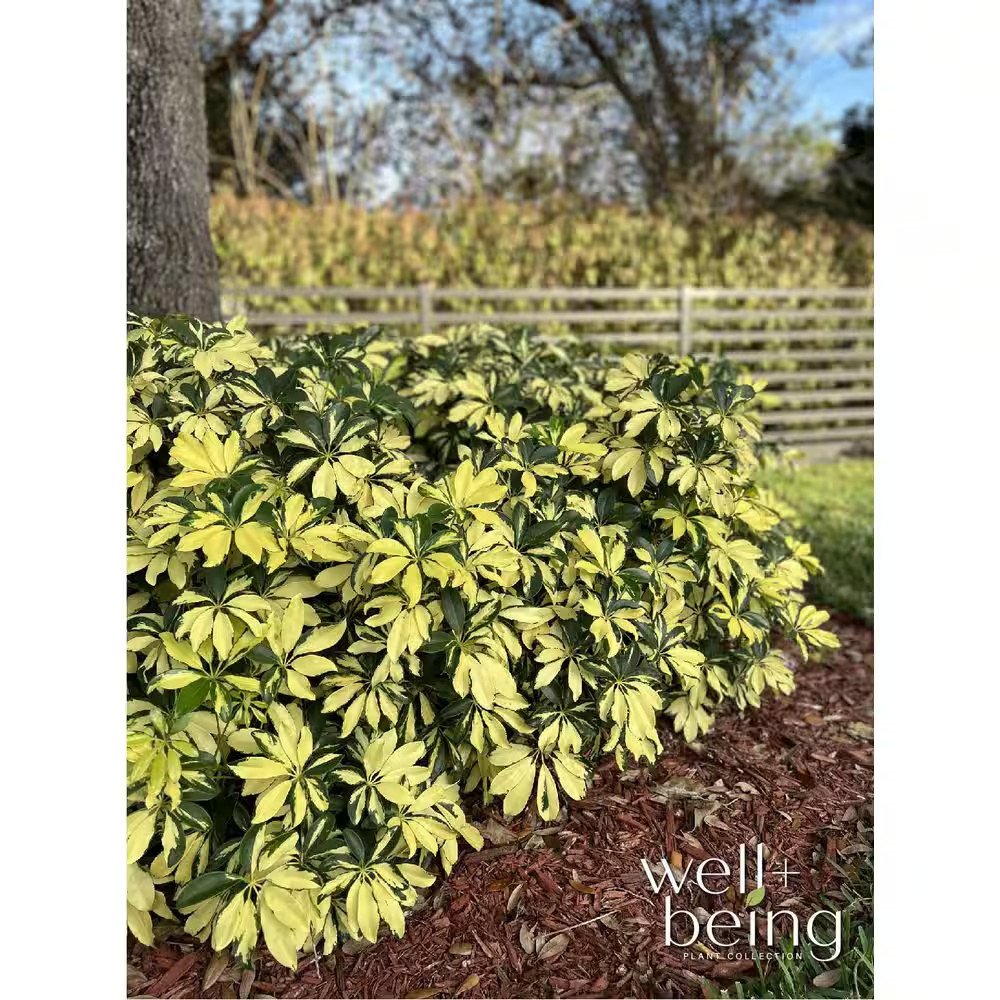 Arboricola Trinette Live Outdoor Plant in Growers Pot Average Shipping Height 1-